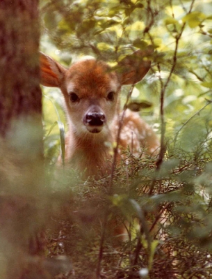 Bild von Steve toook it
